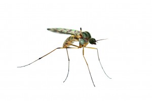 Mosquito from purple packs