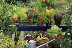 Légumes et plante aromatique sur un balcon