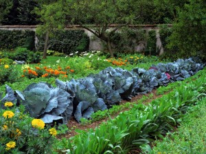 Vege garden