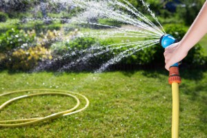 Woman's hand with garden hose watering plants