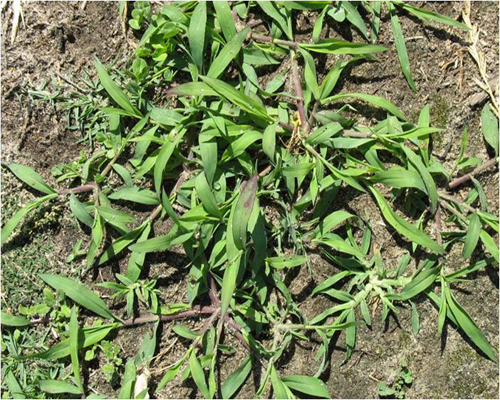 crowsfoot grass