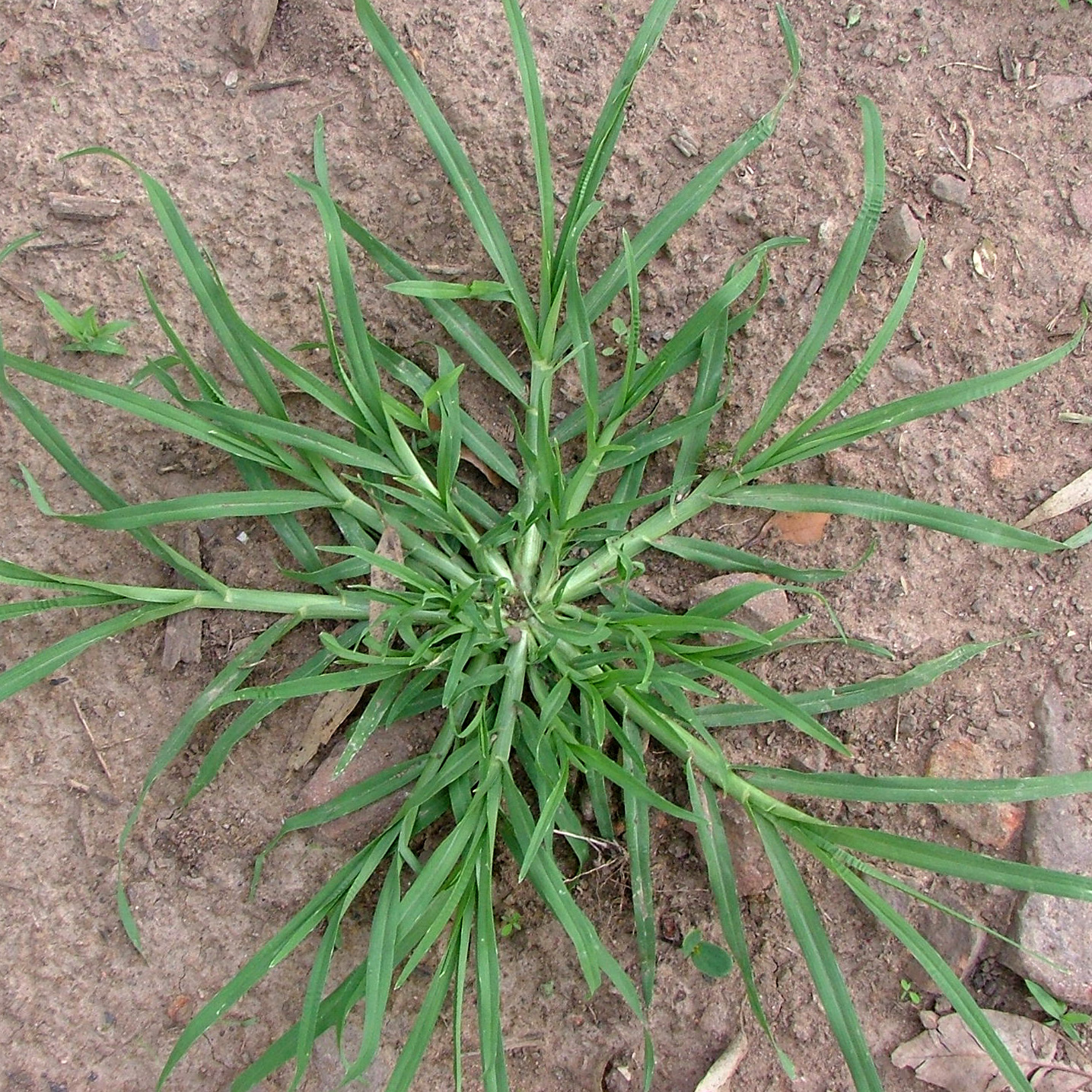 crowsfoot grass
