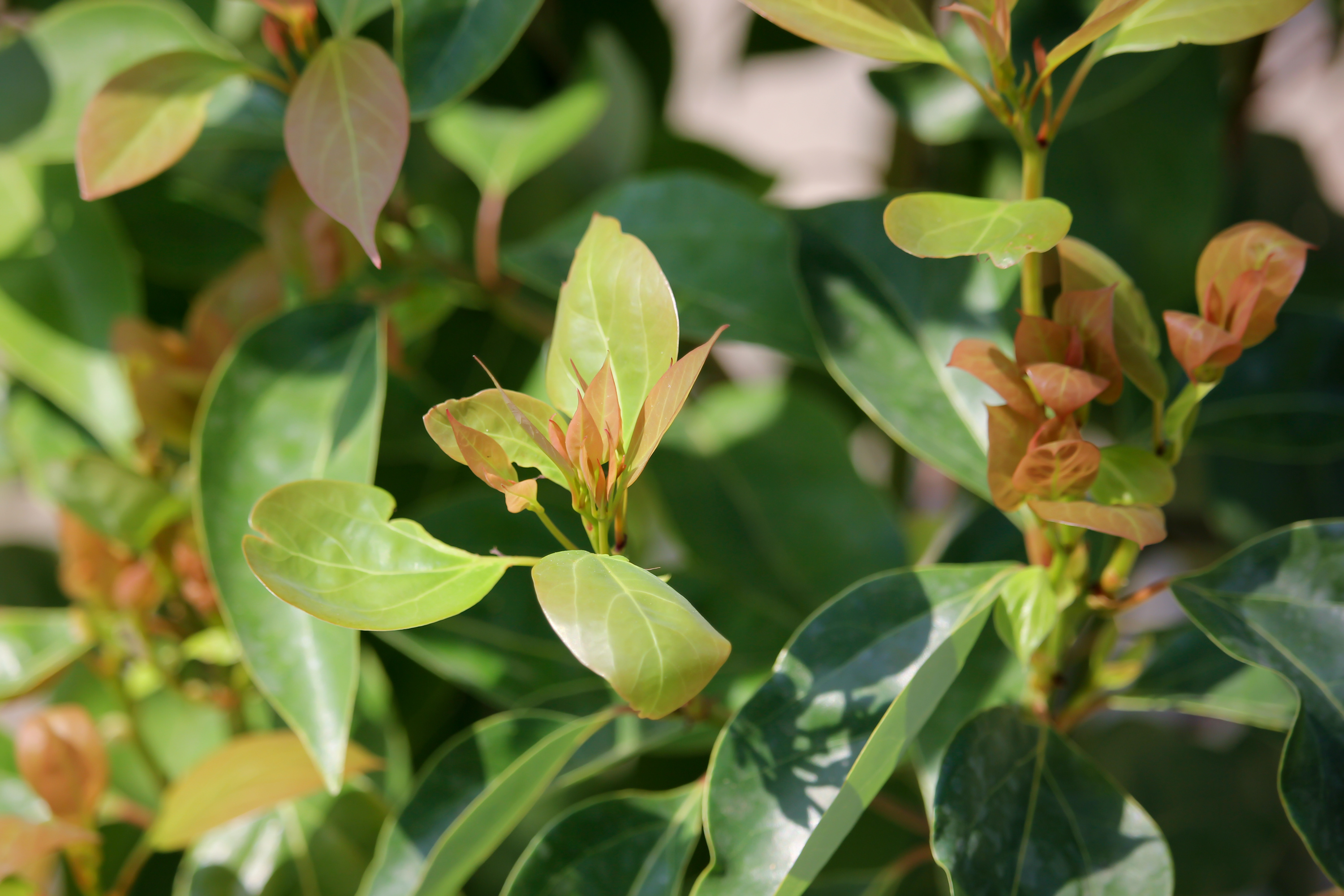 Camphor Laurel