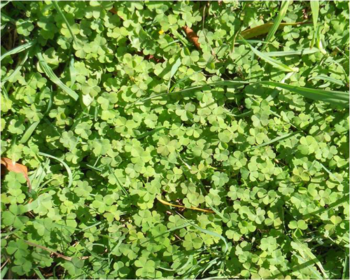 Creeping Oxalis