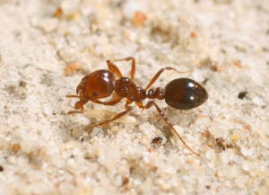 Fire ant